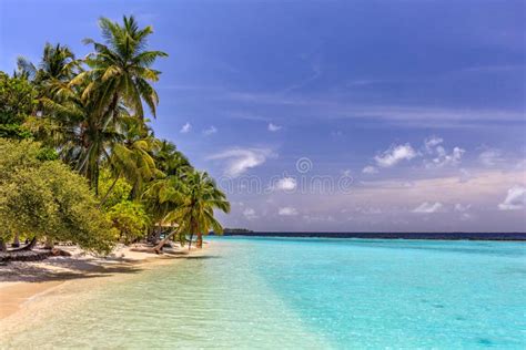 Tropical Lonely Beach At Maldives With Blue Sky Palm Trees And