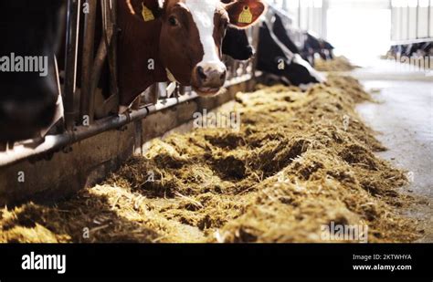 Herd Of Cows Eating Hay In Cowshed On Dairy Farm Stock Video Footage Alamy