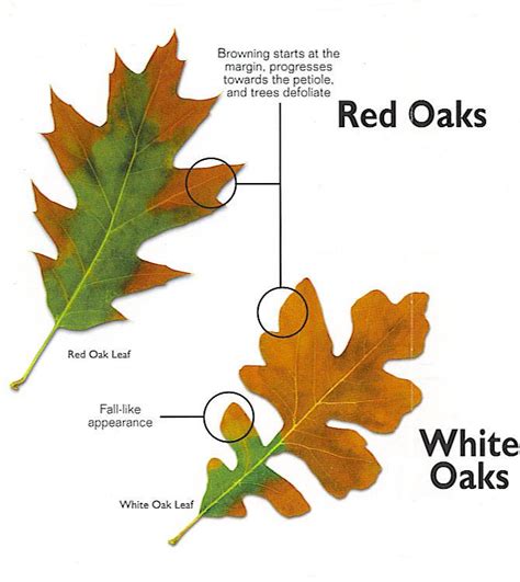 How To Tell If Your Oak Has Oak Wilt Proline Equipment