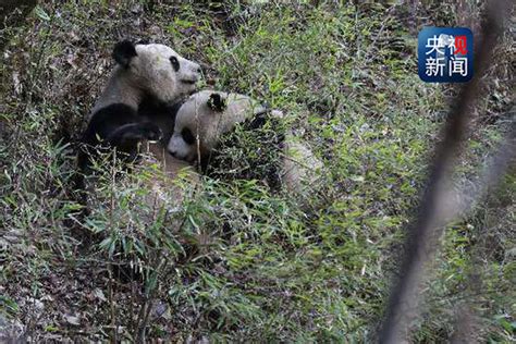 Captive Panda Mates With Wild Panda China Cn