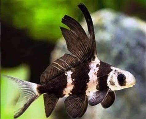 A Black And White Fish In An Aquarium