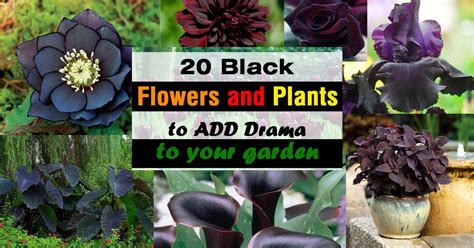 20 Black Flowers And Plants To Add Drama To Your Garden