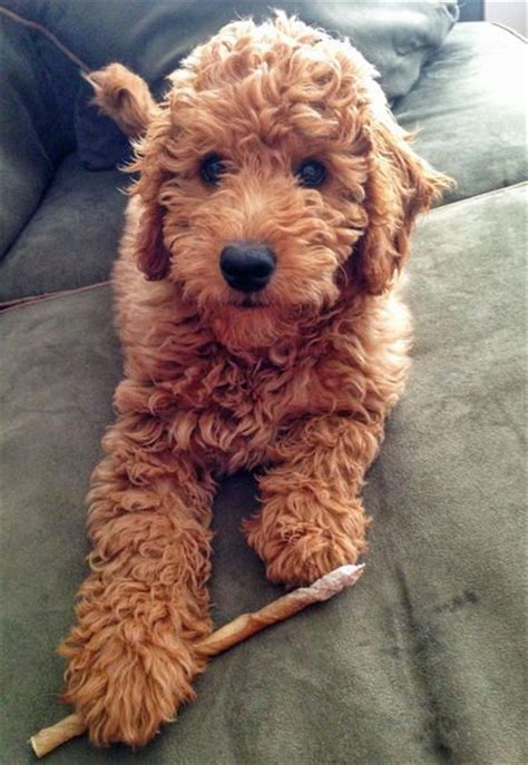 Bentley the mini goldendoodle at 6 months old weighing 45. 25 Australian Labradoodle Puppies You Will Love | FallinPets