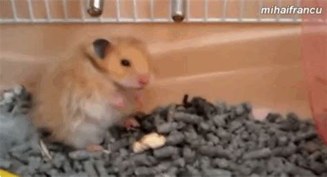Watch These Adorably Dramatic Hamsters Fake Their Own Deaths Cute
