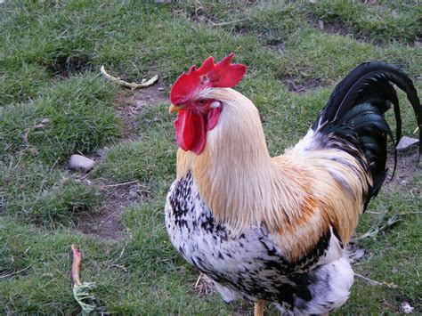 Mixed coloured rooster - cc0.photo