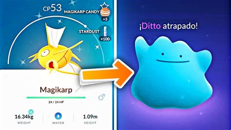 The best way to catch ditto in pokémon go is by asking the fanbase in your area where they've found one. ¿QUÉ PASA SI UN MAGIKARP SHINY SE TRANSFORMA EN DITTO EN ...
