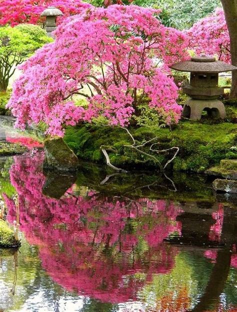 Cherry Blossom Tree In Japanese Garden Beautiful Gardens Japanese