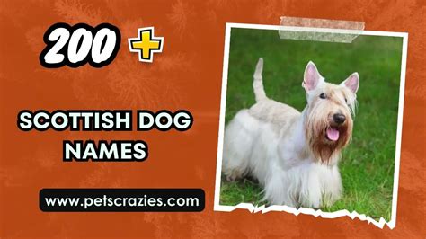 200 Scottish Dog Names Historic And Bonnie Pup Picks