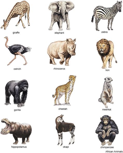 Can hear frequencies between 3,000 and 120,000 hz. Little Grey Bungalow: Free Clipart - African Animals
