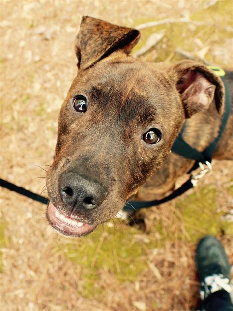 Adopt Oliver a Brindle Patterdale Terrier (Fell Terrier) / Boxer dog in ...