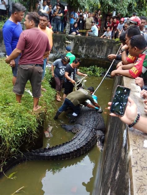 We did not find results for: Buaya 600 Kg Makan Orang, Evakuasi Menegangkan!