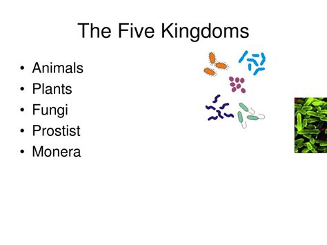 Ppt The Five Kingdoms Powerpoint Presentation Free Download Id411698