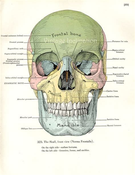 1943 Original Human Anatomy Print Skull By Vintageinclination