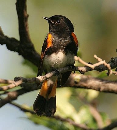 They may catch insects in flight (on the wing) or they will. Eastern Towhee, Identification, All About Birds - Cornell ...
