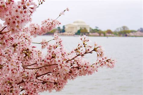 10 Easy Tips For Visiting The Washington Dc Cherry Blossoms