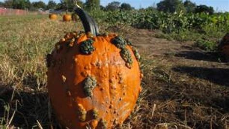 Imperfect Pumpkins Popular With Consumers Cbc News