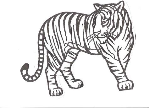 1123 x 1059 file type: Coloring Pages Tiger - Coloring Home