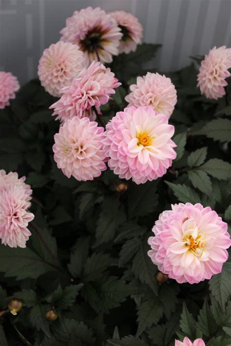 Dahlia City Lights Lavender Pink By Selecta One Greenhouse Product News