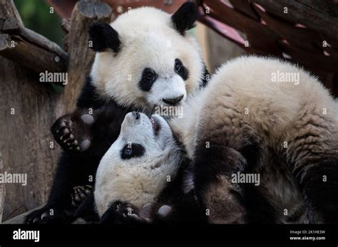 Madrid Spain 18th Sep 2022 The One Year Old Panda Twins You You And