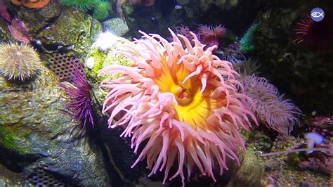 Virtual Visit Sea Anemone Feeding Youtube