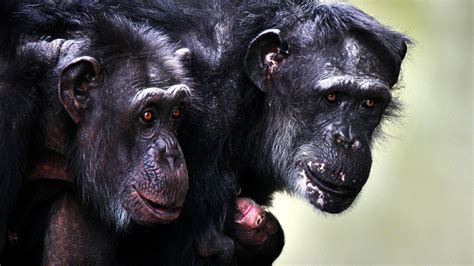 Sex Empathy Jealousy How Emotions And Behavior Of Other Primates