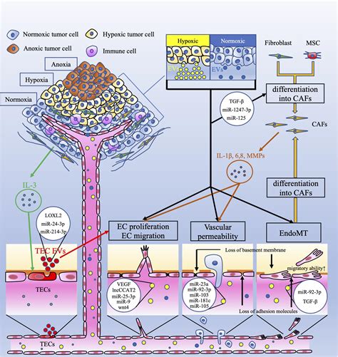 Schematic Diagram Showing Generation Of Extracellular Vrogue Co