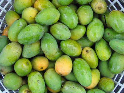 Fresh Green Mangoes Stock Image Image Of Food Garden 129537