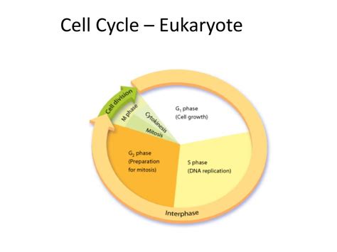 Ppt Cell Growth Division And Reproduction Powerpoint Presentation