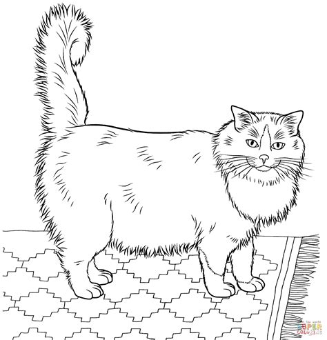 Gambar Ragdoll Cat Coloring Page Free Printable Pages Real Cats Di