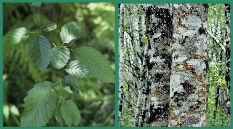 Native Plant Of The Month Red Alder Shadow