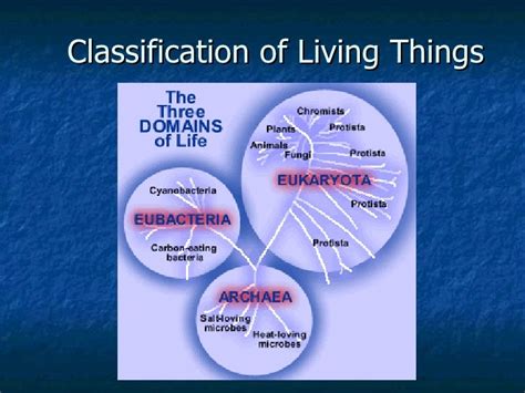 Classification Of Living Things Definition Examples And Practice