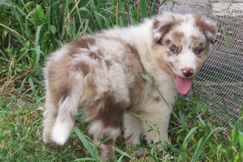 Border collies are the best working breed in the world for sheepherding. Pete: Border Collie puppy for sale near Williamsport ...