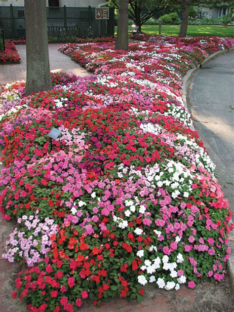 Punteggi dei clienti per fiorellini rossi. Flora e Fiori - Cancello ed Arnone News