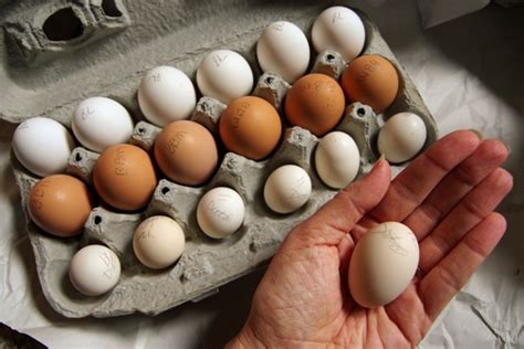 How To Select Eggs For Hatching