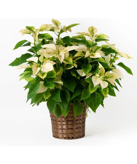 Austin Tx Flower Delivery Voluminous White Poinsettia Freytags Florist