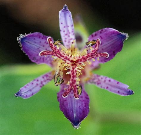 Toad Lilies Plant Care And Collection Of Varieties