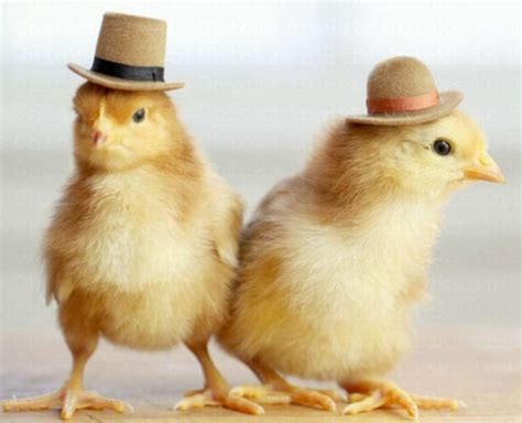 Julie Persons Chicks In Hats Photos Are The Most Adorable Thing Youll