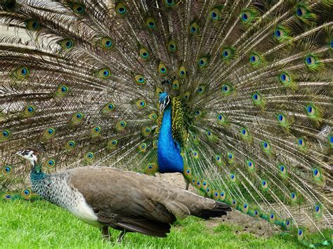 Female Peacocks Male Vs Female Identification Guide Birdfact