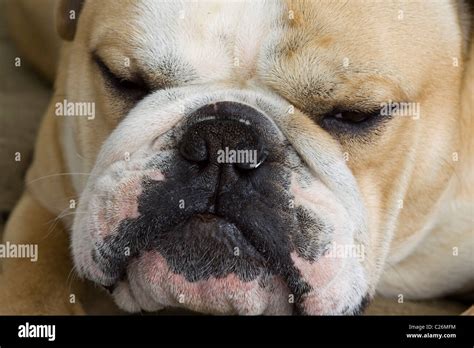 British Bulldog Sleeping Stock Photo Alamy
