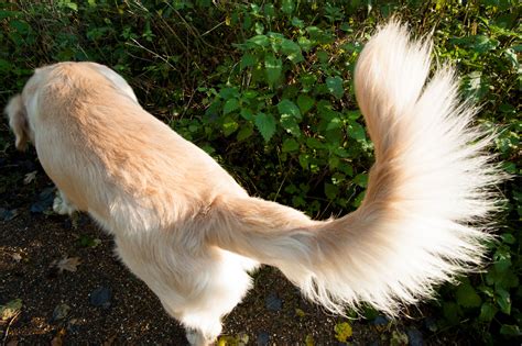 My Goldens Tail Is Thin Since He Was Born Can I Fix It Golden