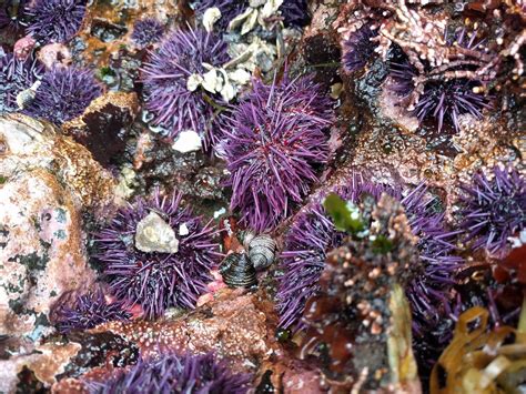Purple Sea Urchins Continue To Decimate West Coasts Kelp Forests