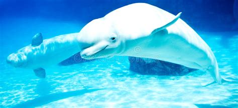 Baby Beluga Stock Photos Free And Royalty Free Stock Photos From Dreamstime