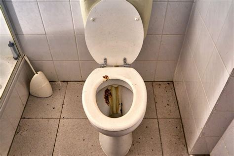 Pictures Of Poop In Toilets Sale Store Save 67 Jlcatjgobmx