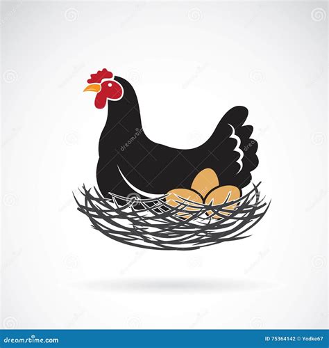 Vector Of Hen Laying Eggs In Its Nest Stock Vector Illustration Of