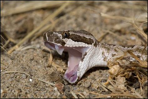 Horridus in the mouth of a cave in highland county. rattlesnake-with-open-mouth.jpg (500×335) | Rattlesnake ...