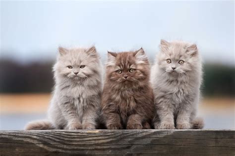 Explore 30 listings for british longhair kittens for sale at best prices. Ngắm bộ ảnh mèo Anh lông dài siêu dễ thương - mTrend Việt Nam