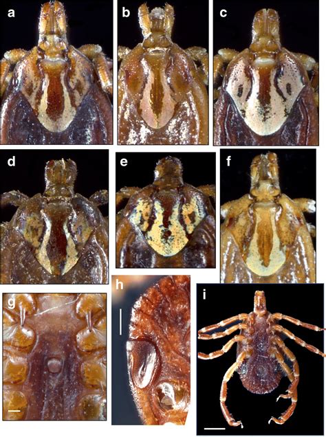 The Amblyomma Maculatum Koch 1844 Acari Ixodidae Group Of Ticks