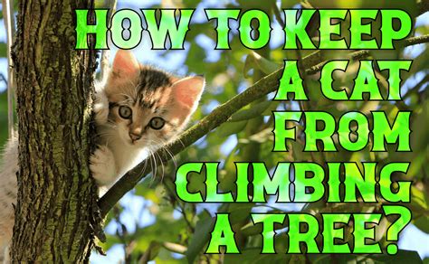 How To Keep A Cat From Climbing A Tree Catwiki