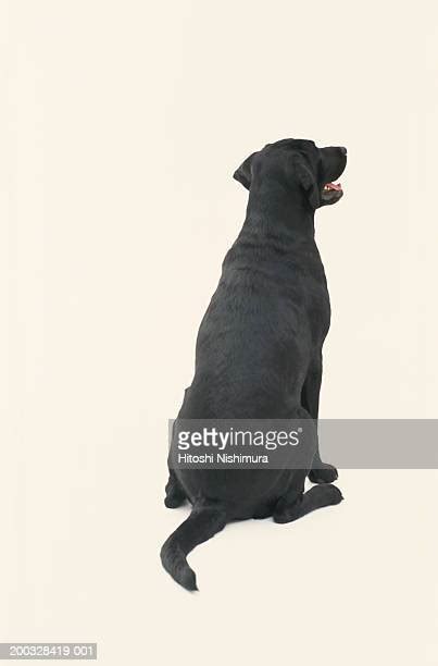 Dog Sitting From Behind Photos And Premium High Res Pictures Getty Images