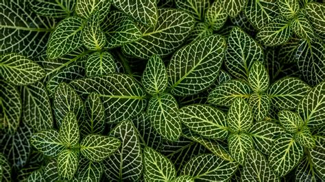 Download Wallpaper 3840x2160 Leaves Plant Striped Shape Green